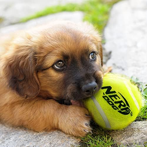 סט מתנה של צעצוע של כלב נרף כלב 12 חלקים, כולל 2.5 אינץ 'כדור טניס 12 חבילה, חומר קשוח של נרף, צבעוני