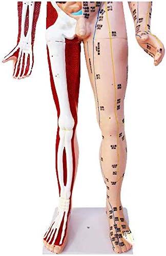 85 סמ זכר דיקור דגם-אדם דיקור דגם עיסוי עם שרירים - סופר ברור אותיות חצי עור חצי שרירים האנטומיה שלד איברים פנימיים דגם